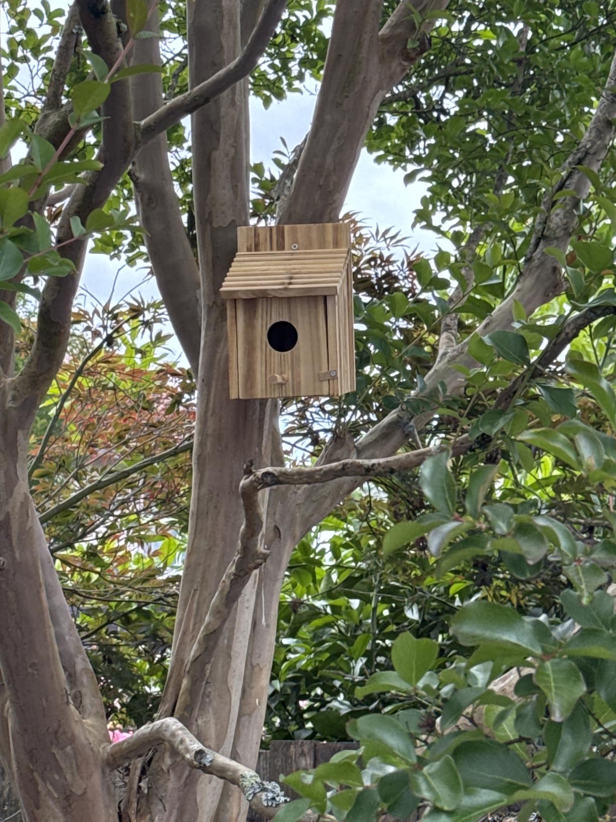 NATUREYLWL Wooden Bird House for Outside, Hanging Natural Wood Birdhouse with Perch, 1.57
