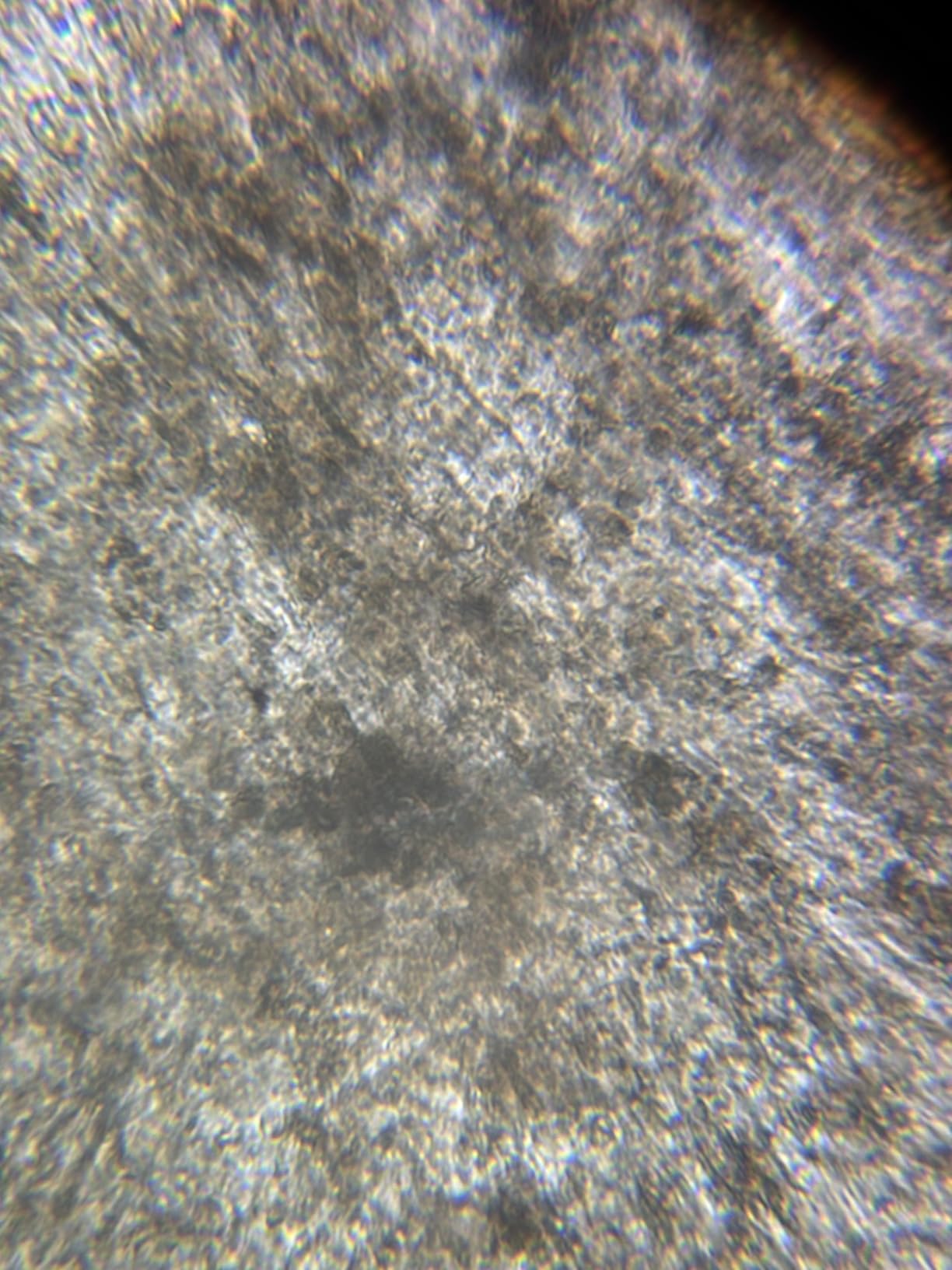 Microscope for Adults Students, 100X-2000X Metal STEM Microscope Kit customer photo 2