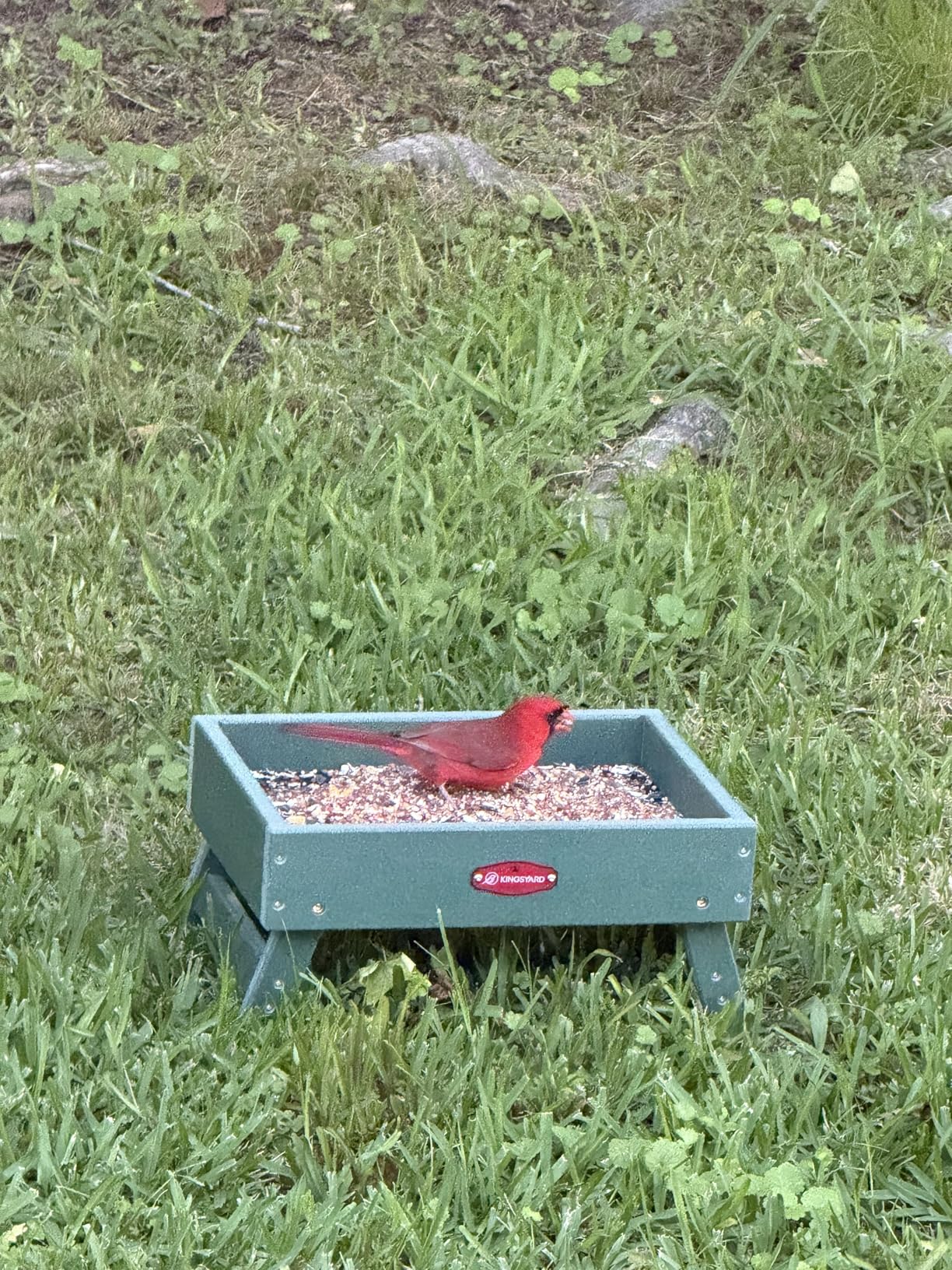 Kingsyard Ground Bird Feeder, Elevated Tray with Recycled Poly Lumber customer photo 2