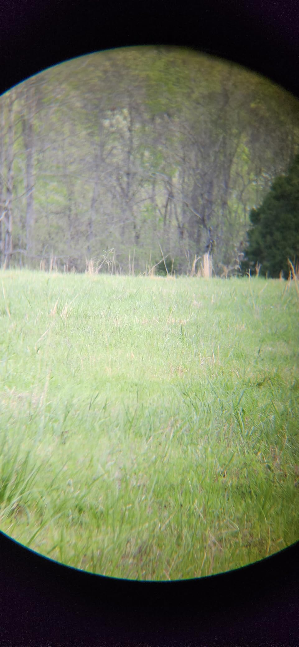 Vortex Triumph HD 12x50 Binoculars customer photo 2
