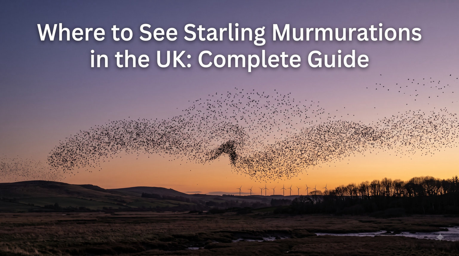 Where to See Starling Murmurations in the UK: Complete [cy] Guide