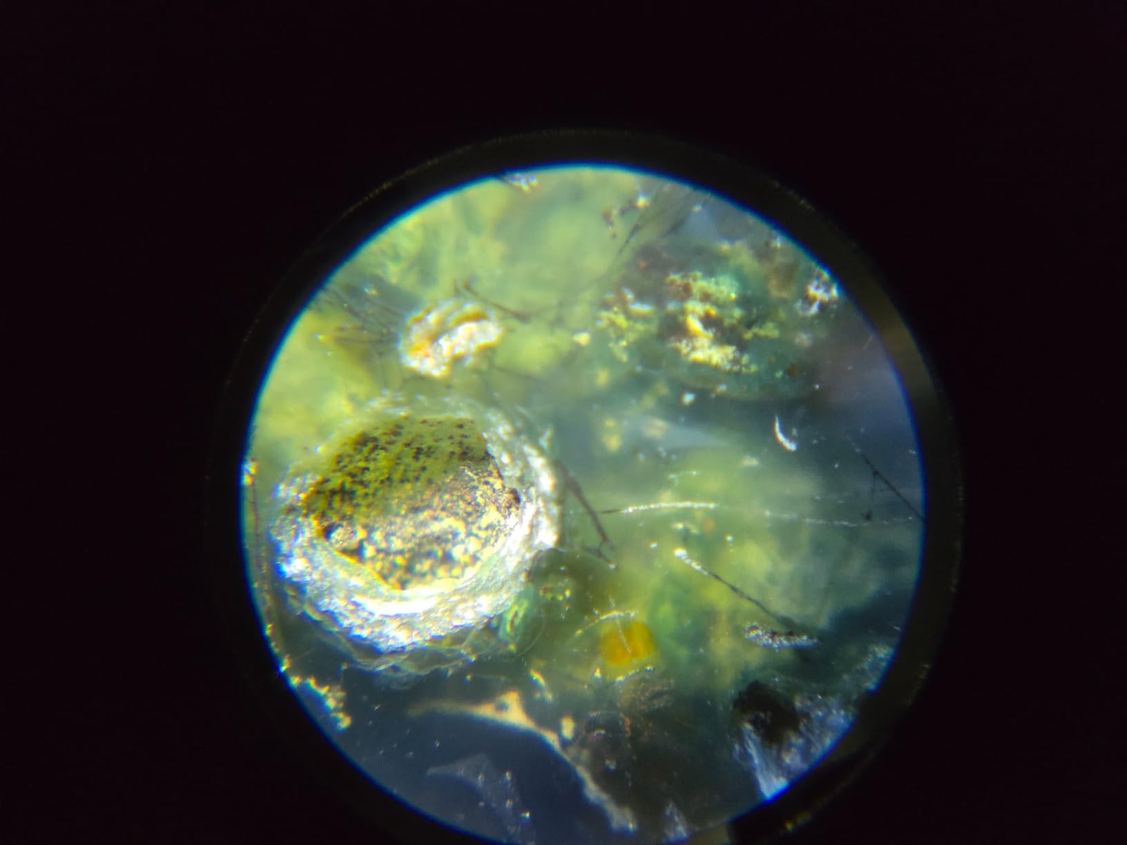 Carson MicroBrite 20x-40x Zoom LED Lighted Pocket Microscope (MM-24) customer photo 1