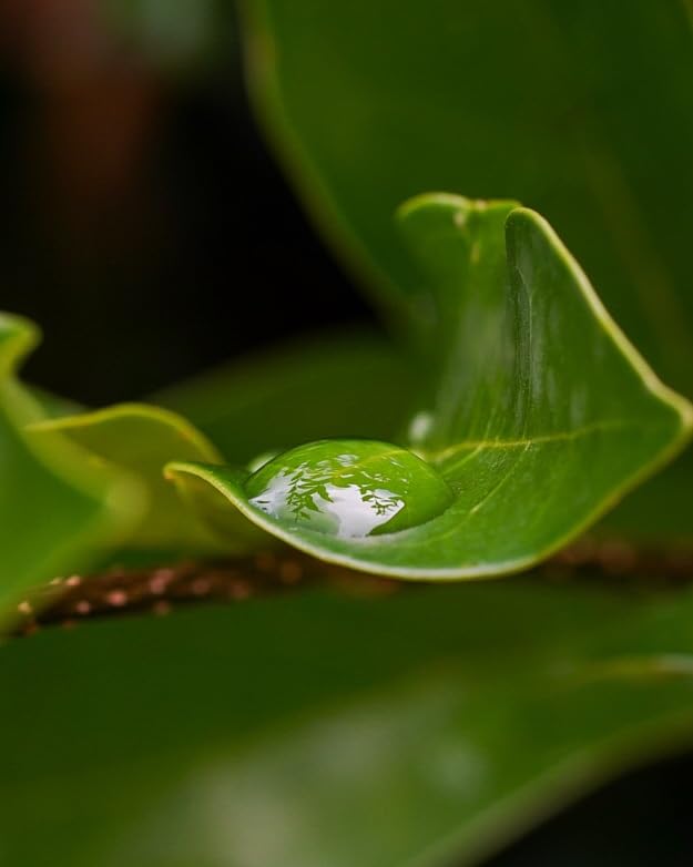 Sony FE 90mm F2.8 Macro G OSS Full-Frame Lens customer photo 1
