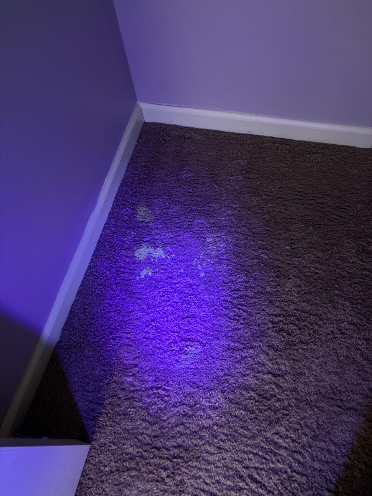 Vansky UV Flashlight Black Light, 51 LED Blacklight Pet Urine Detector customer photo 1
