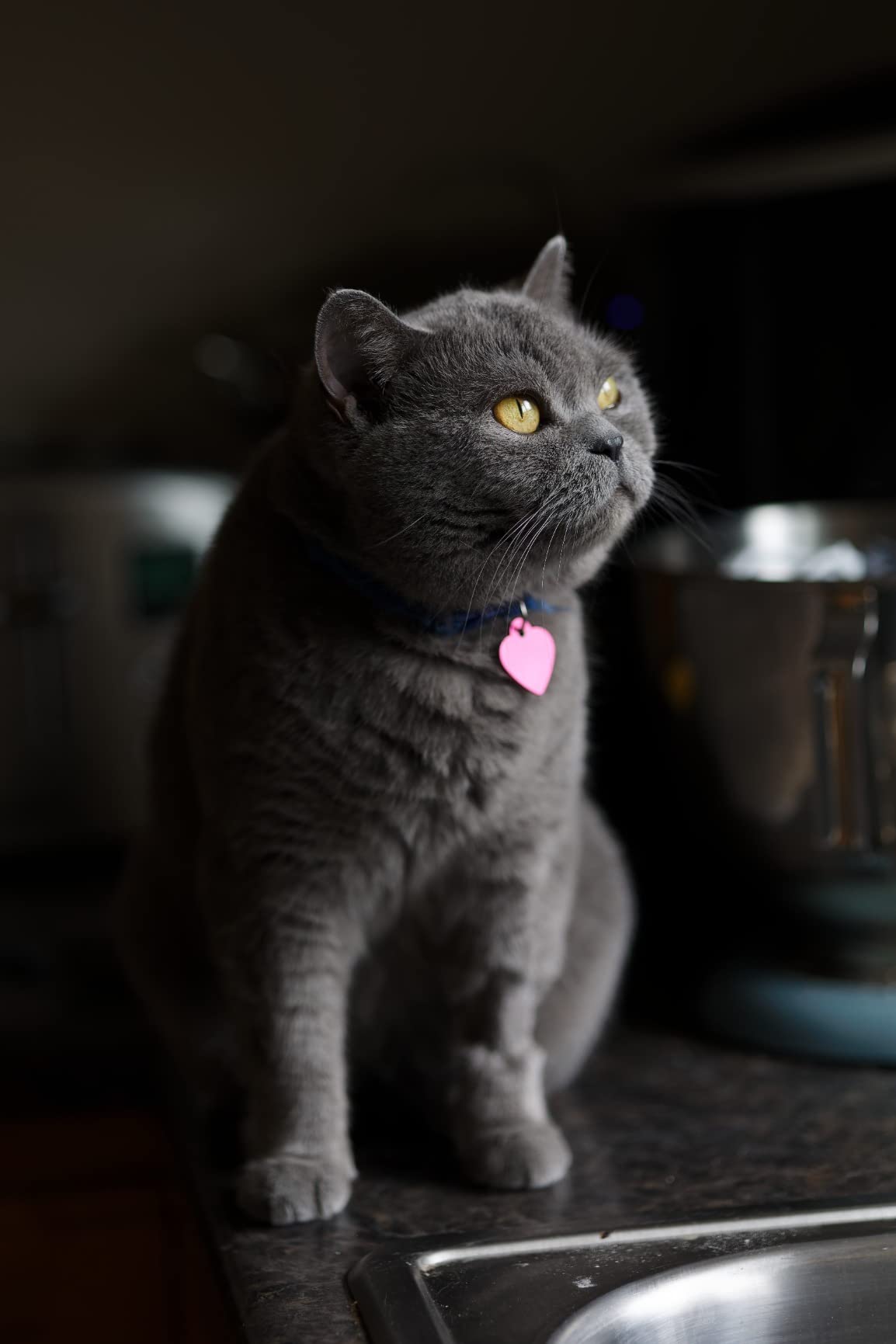 Canon RF 85mm F2 Macro IS STM Lens customer photo 2