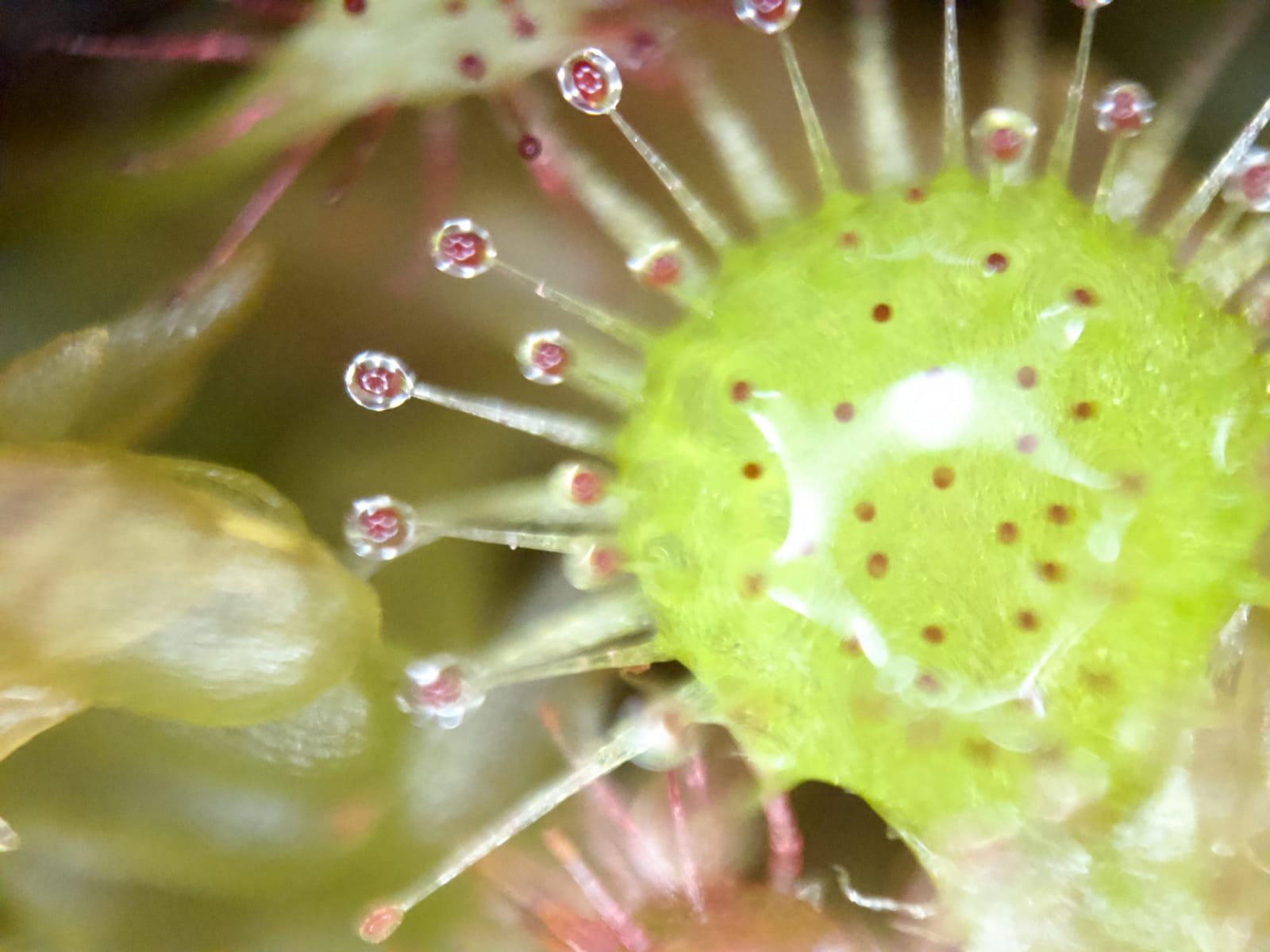 APEXEL 100x Phone Micro Lens with LED Light for Smartphone Macro & Microscope customer photo 1