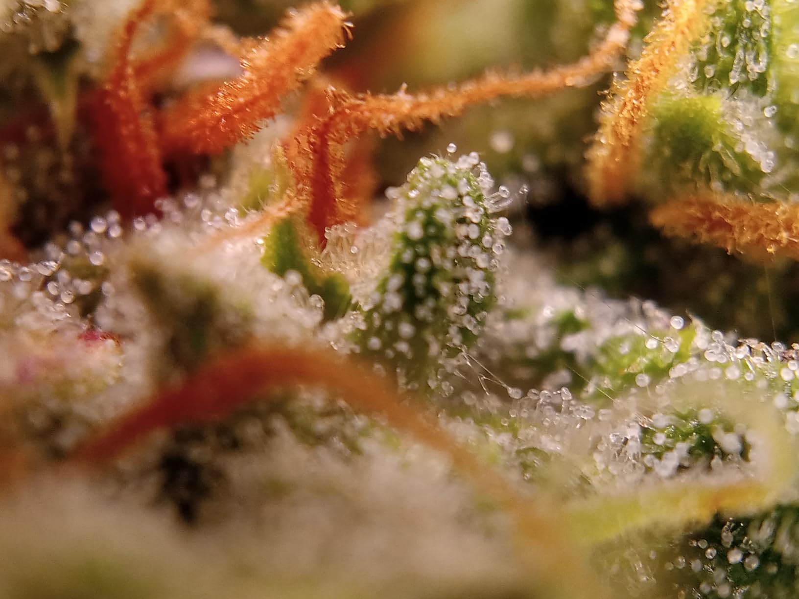 APEXEL 100x Phone Micro Lens with LED Light for Smartphone Macro & Microscope customer photo 2