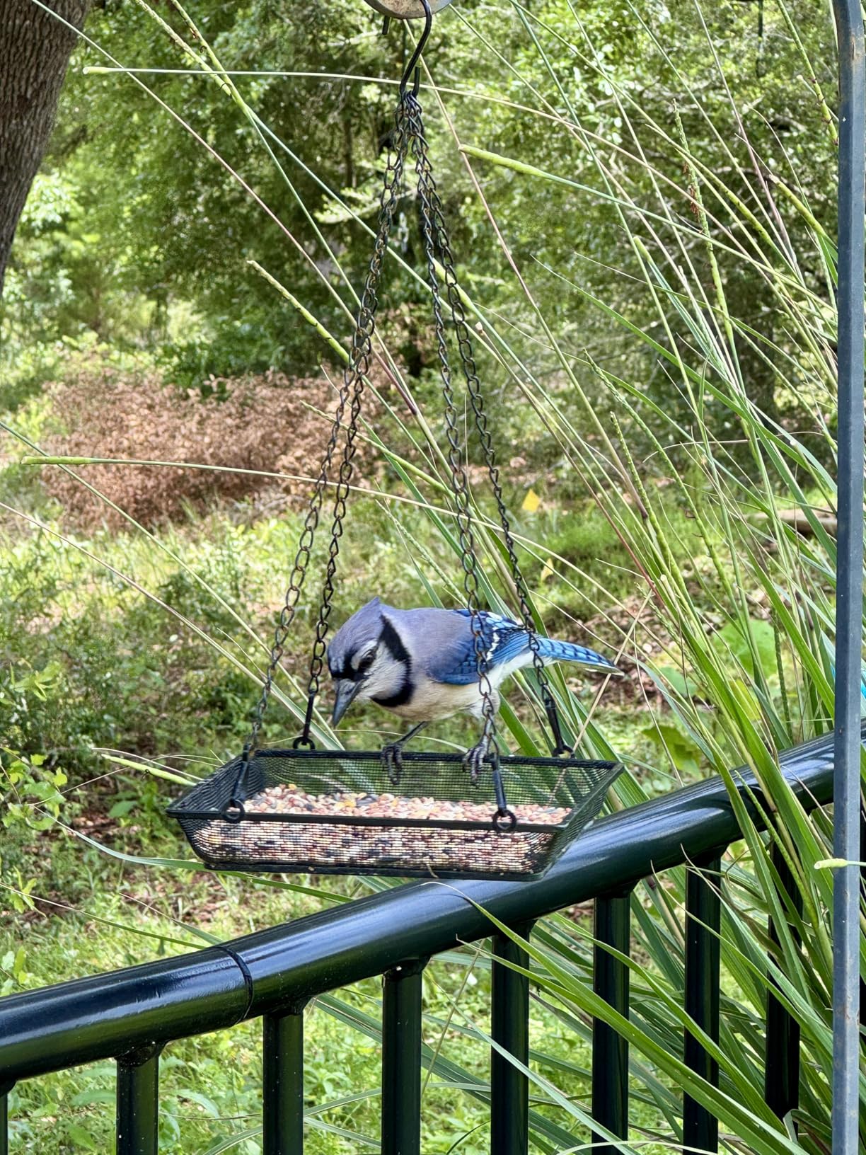 Hanging Bird Feeder Tray Platform Metal Mesh Seed Tray (WOWARE) customer photo 1