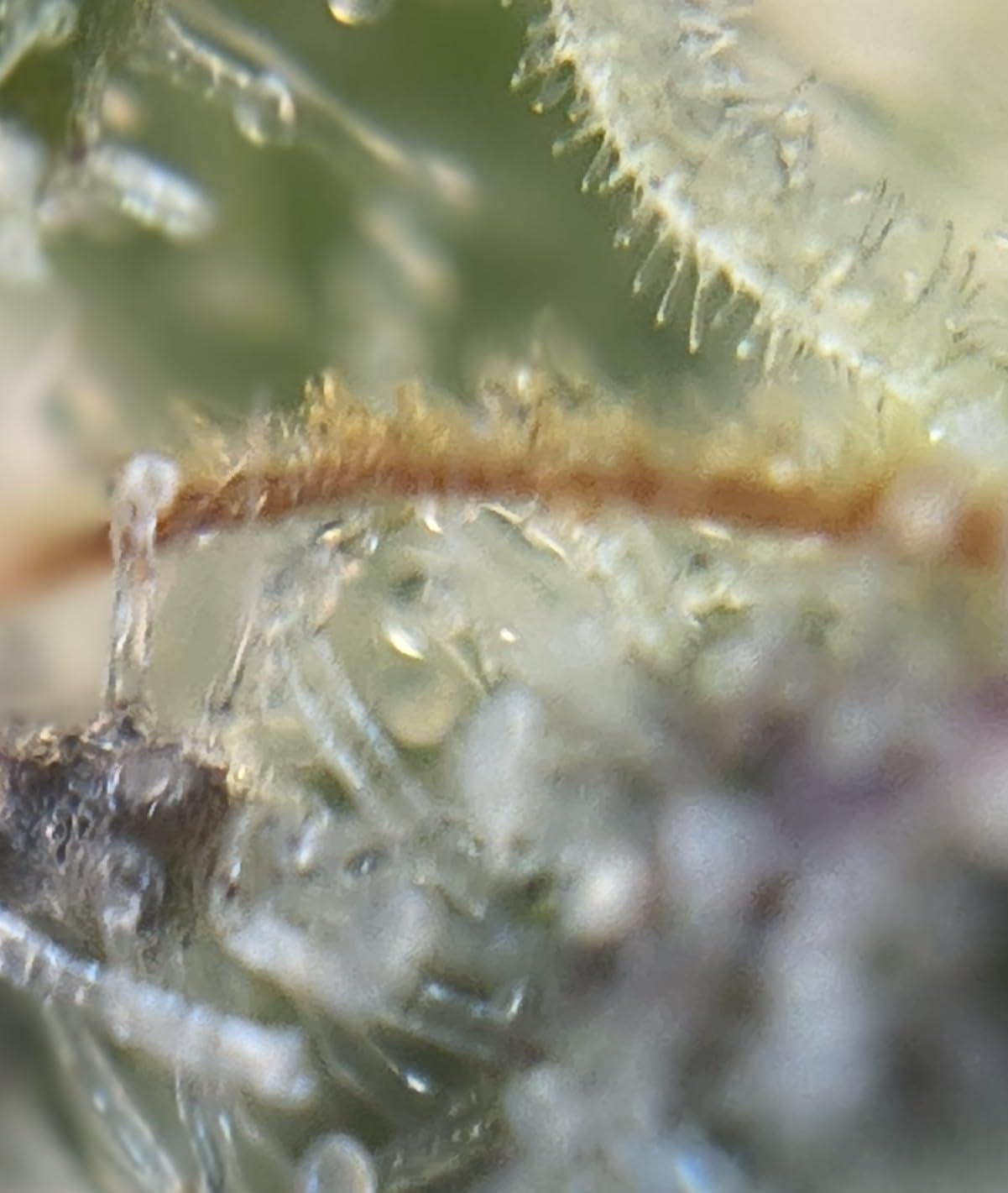 Spider Farmer Phone Microscope, 200X Magnification Portable Microscope with LED UV Light CPL Lens customer photo 2