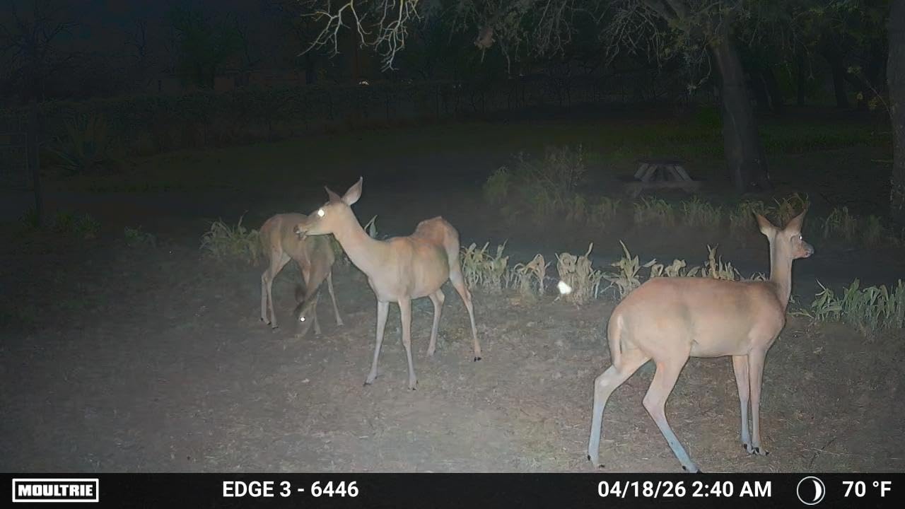 Moultrie Edge 3 Cellular Trail Camera - 40MP, 0.5s Trigger | Scout from Anywhere, HD photos via Mobile app, 1080p video, multi-carrier, low-glow flash, GPS, AI detection customer photo 2