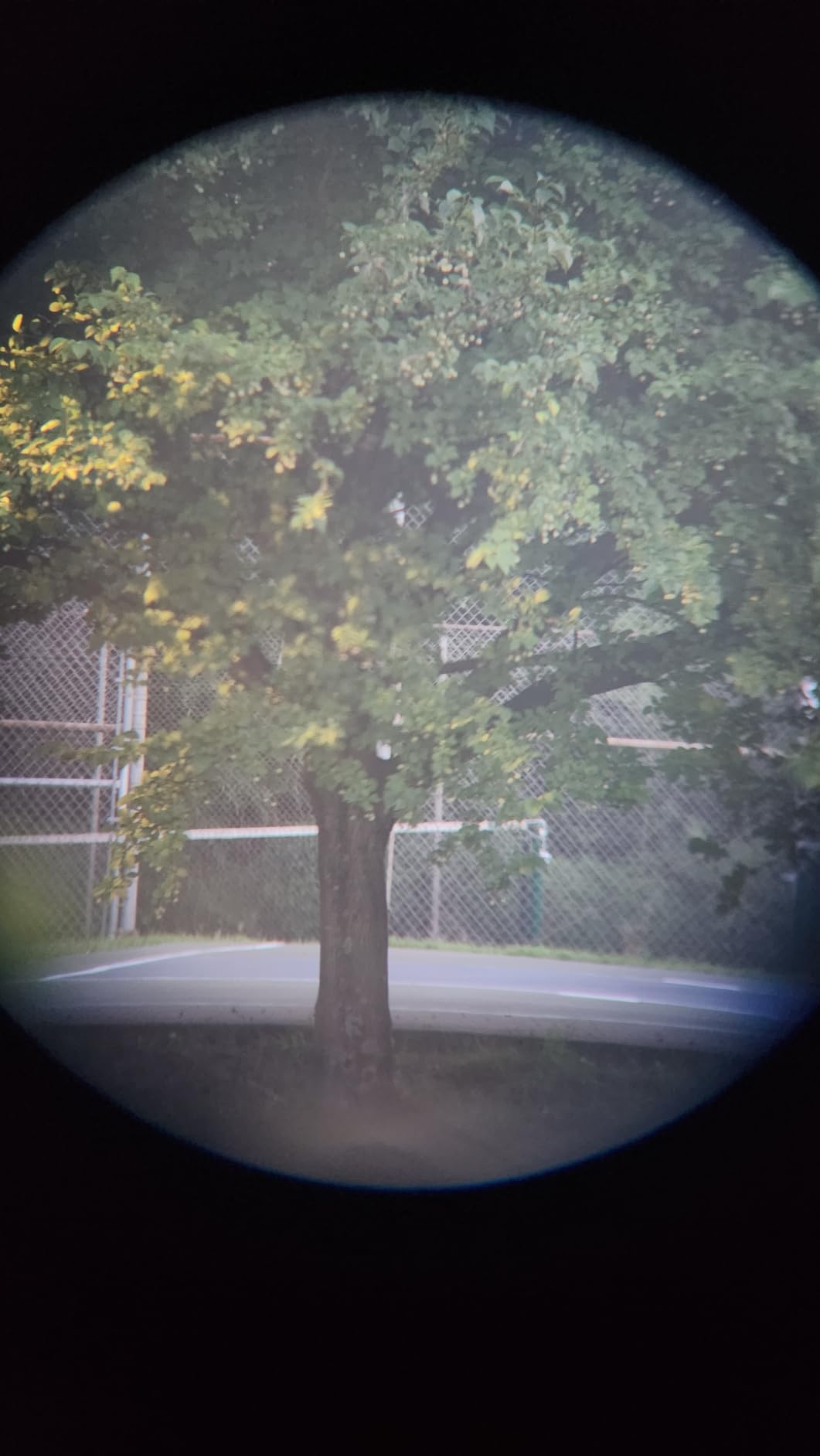 PhysioPhyx 12x60 HD Monocular customer photo 2